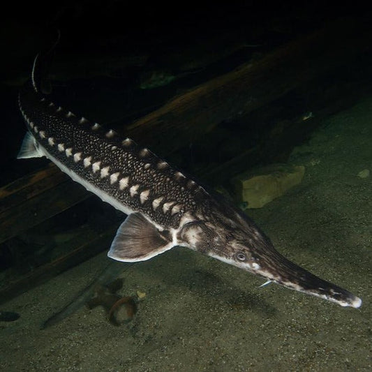 Starry Sturgeon (Acipenser stellatus)