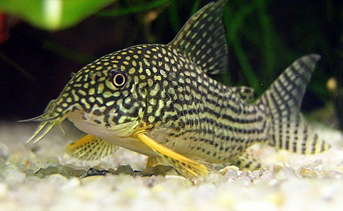 Sterbai Cory Catfish (Corydoras sterbai)