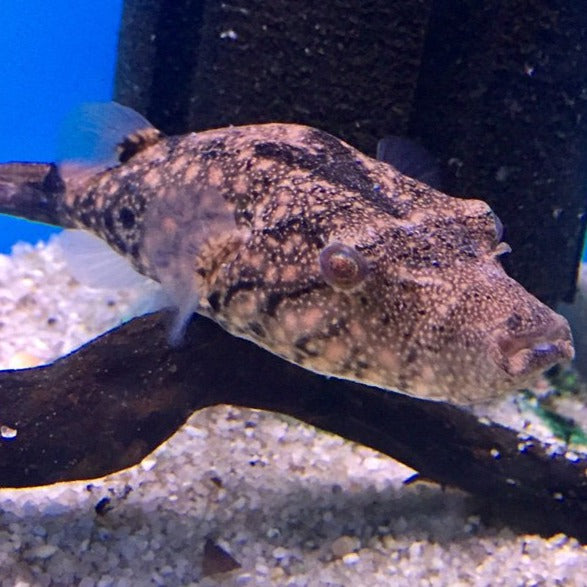 Mekong Arrowhead Puffer (Pao suvattii)