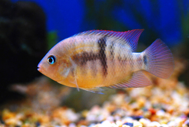 T-Bar Cichlid (Amatitlania sajica)