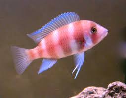 Red Frontosa (Cyphotilapia frontosa)