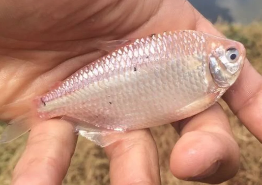 Leucistic Two Spot Tetra (Astyanax bimaculatus)