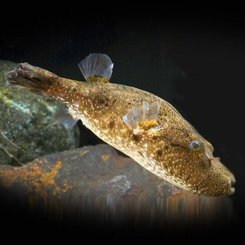 Mekong Arrowhead Puffer (Pao suvattii)
