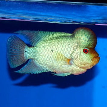 Blue Thai Silk Flowerhorn Cichlid (Cichlasoma sp)
