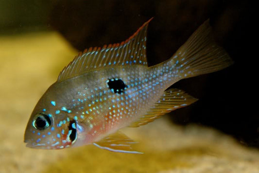 Spot Cheek Cichlid (Thorichthys Ellioti)