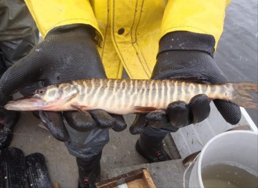 Tiger Muskie (Esox sp)