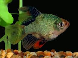 Green Longfin Balloon Tiger Barb (Puntius tetrazona)