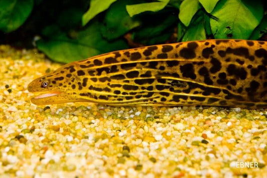 Tiger Moray Eel (Gymnothorax polyuranodon)