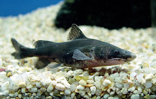 Chinese Longnose / Sharpnose Shark Catfish (Leiocassis longirostris)
