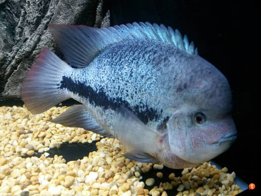 Fenestratus Cichlid (Vieja fenestratus)