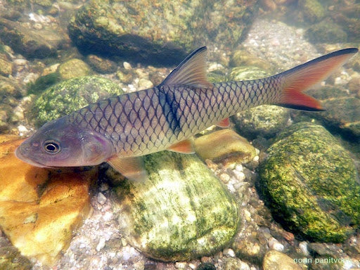 Hampala Barb (Hampala macrolepidota)