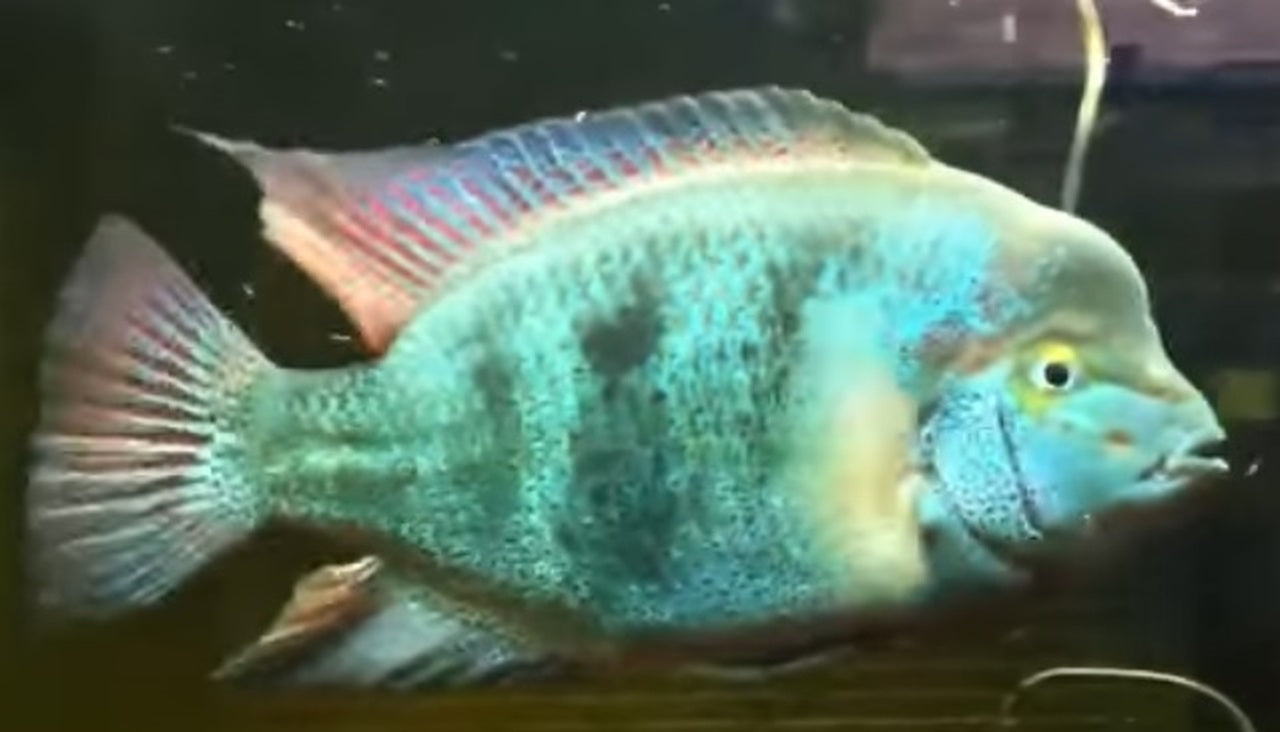 Pinto Vieja Regani Cichlid (Vieja regani)