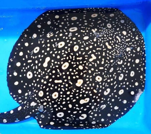 Thousand Island Black Diamond Stingray (Potamotrygon leopoldi)