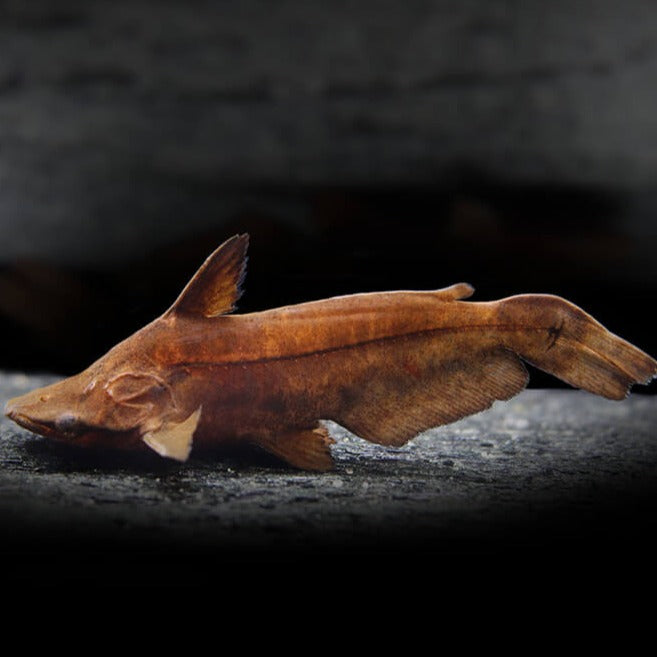 Wallacei Shoehead Catfish (Tetranematichthys wallacei)