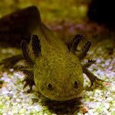 Wild Starburst Axolotl (Ambystoma mexicanum)
