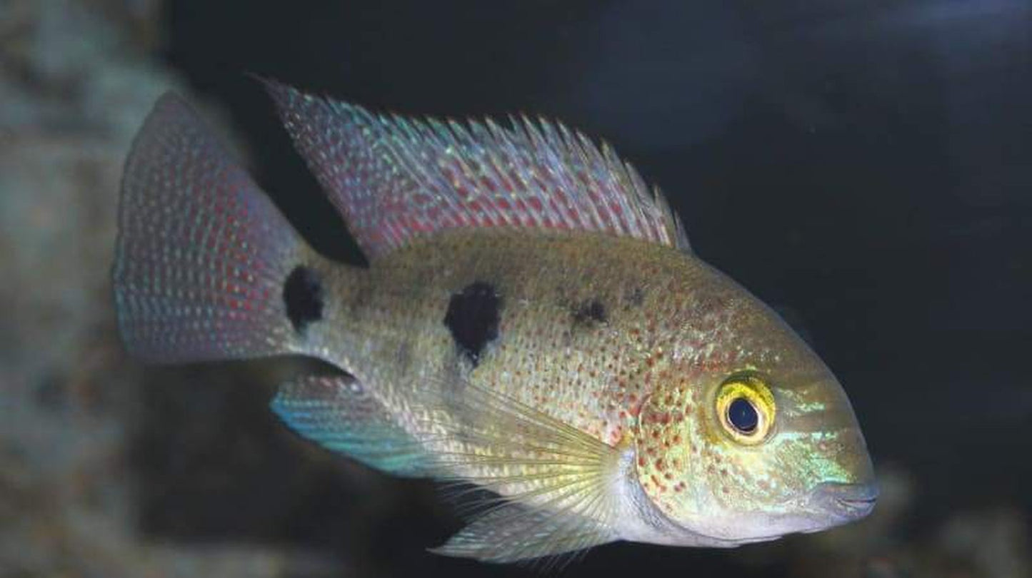 Pinto Vieja Regani Cichlid (Vieja regani)