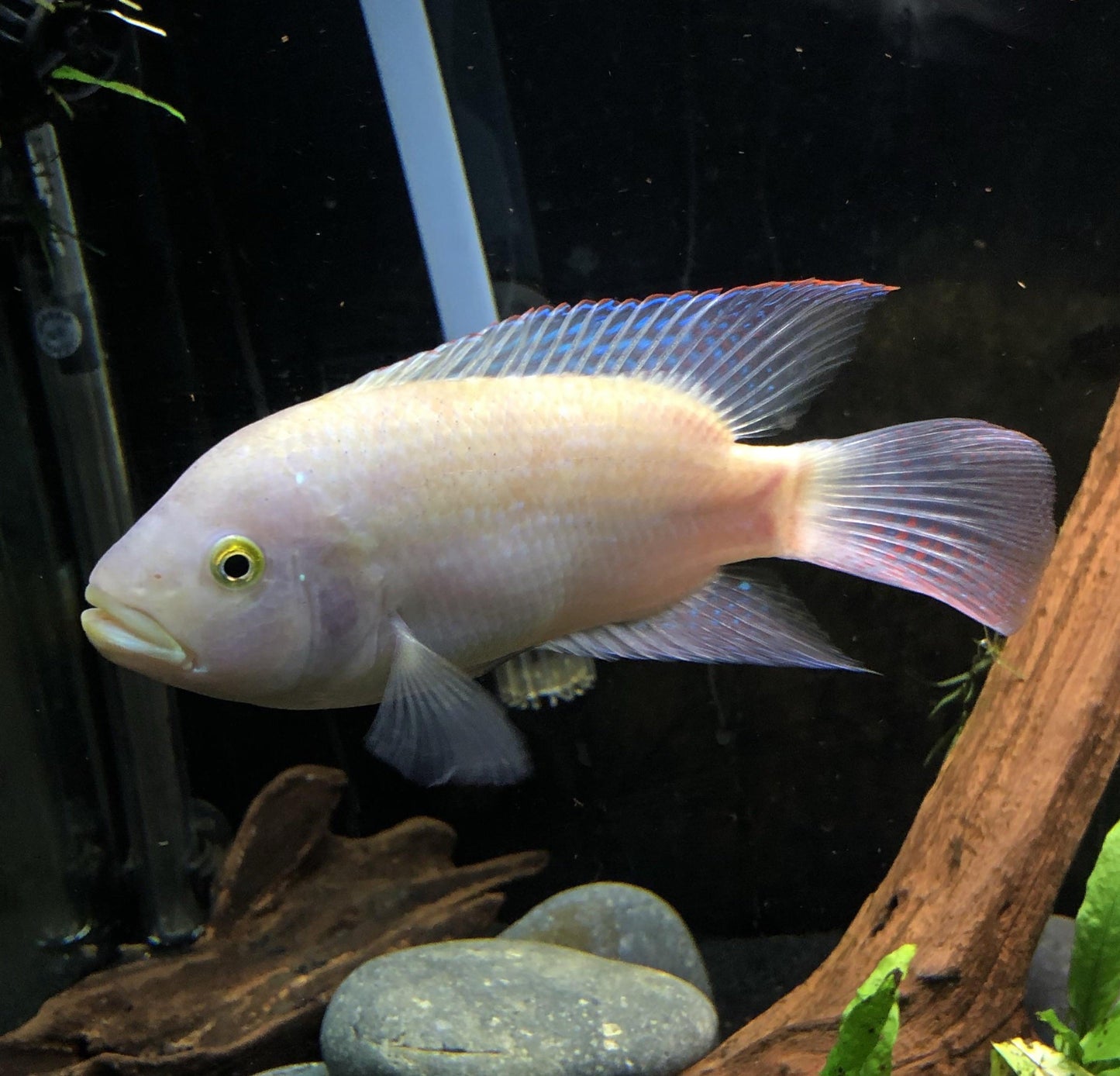 Pink Jack Dempsey Cichlid (Rocio octofasciata)
