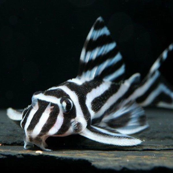 L046 Zebra Pleco (Hypancistrus zebra)