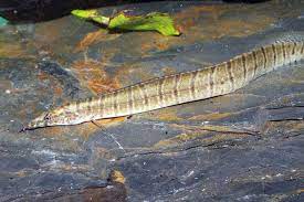 Burmese Zebra Eel (Macrognathus zebrinus)